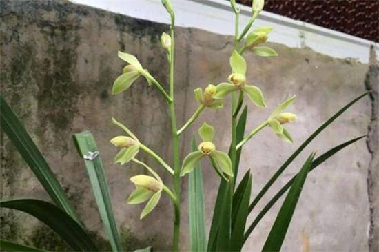 建兰常见品种大全_如何养好建兰常见品种大全的养殖方法和技巧