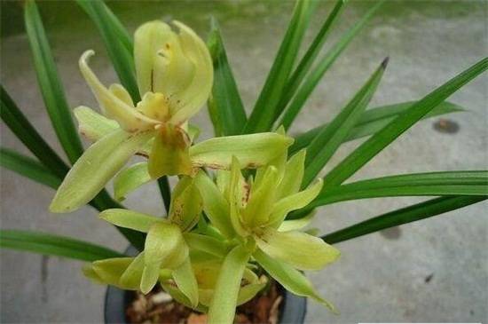 建兰常见品种大全_如何养好建兰常见品种大全的养殖方法和技巧