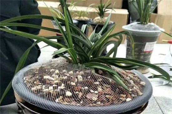 一亿二仟万的兰花见过吗?贵州龙叶片优雅如美人_如何养好一亿二