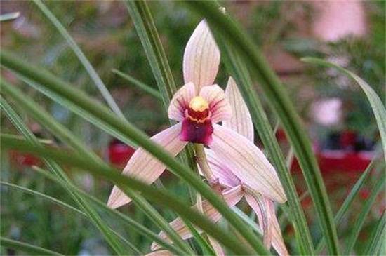 一亿二仟万的兰花见过吗?贵州龙叶片优雅如美人_如何养好一亿二