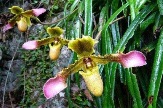 兜兰品种大全:八种常见不同品种兜兰鉴赏_如何养好兜兰品种大全