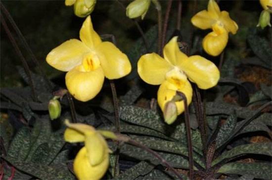 兜兰品种大全:八种常见不同品种兜兰鉴赏_如何养好兜兰品种大全