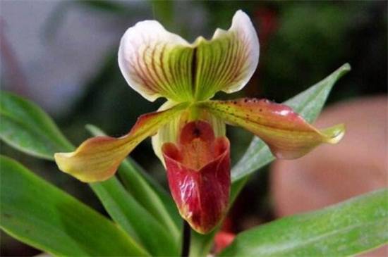 兜兰品种大全:八种常见不同品种兜兰鉴赏_如何养好兜兰品种大全