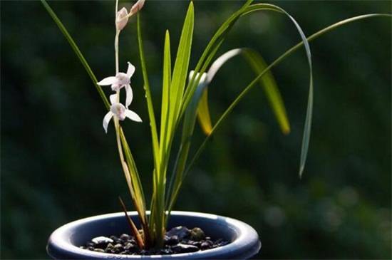中国兰是哪些兰花 中国兰品种介绍_如何养好中国兰是哪些兰花 中