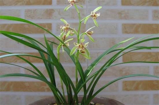 中国兰是哪些兰花 中国兰品种介绍_如何养好中国兰是哪些兰花 中