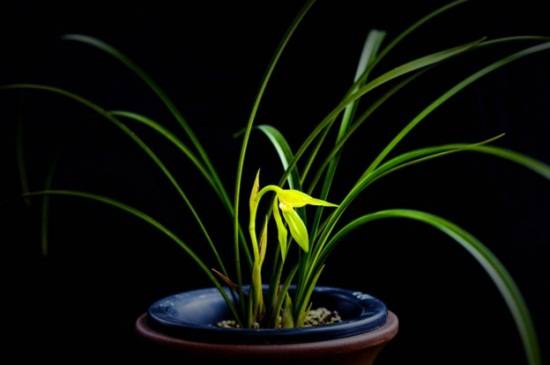 绿色的兰花是什么品种 春兰品种介绍_如何养好绿色的兰花是什么品