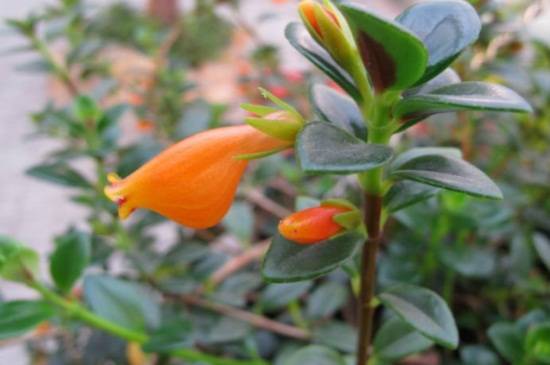 金鱼吊兰什么时候开花 花期维持多长时间_如何养好金鱼吊兰什么时