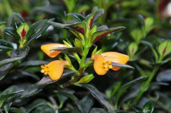 金鱼吊兰什么时候开花 花期维持多长时间_如何养好金鱼吊兰什么时