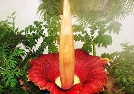 魔鬼之花:尸香魔芋_如何养好魔鬼之花:尸香魔芋的养殖方法和技巧