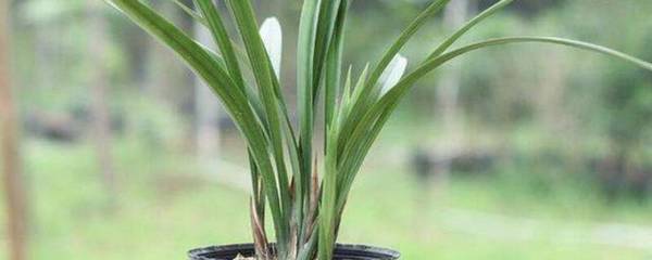 墨兰名贵品种盘点_如何养好墨兰名贵品种盘点的养殖方法和技巧