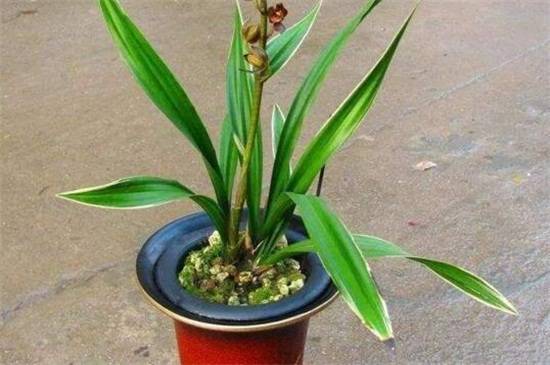 墨兰名贵品种盘点_如何养好墨兰名贵品种盘点的养殖方法和技巧