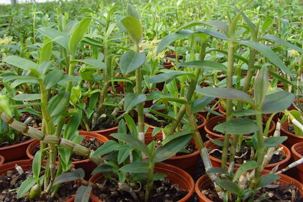 铁皮石斛的真假鉴别_如何养好铁皮石斛的真假鉴别的养殖方法和技