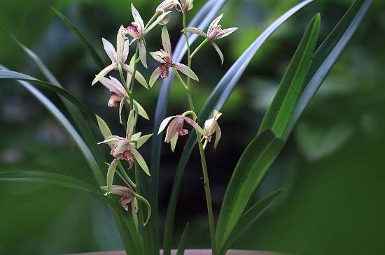 教你认识国兰和洋兰 二者区别对比分析_如何养好教你认识国兰和洋