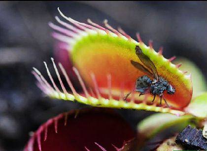 融齿捕蝇草_如何养好融齿捕蝇草的养殖方法和技巧