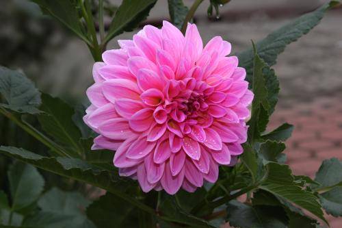 大丽花_如何养好大丽花的养殖方法和技巧