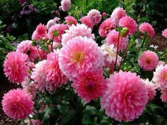 大丽花_如何养好大丽花的养殖方法和技巧