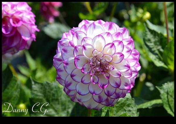 大丽花_如何养好大丽花的养殖方法和技巧