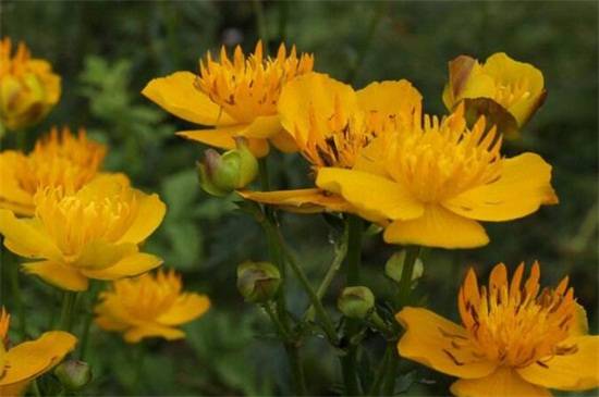 八大常见金莲花品种介绍_如何养好八大常见金莲花品种介绍的养殖