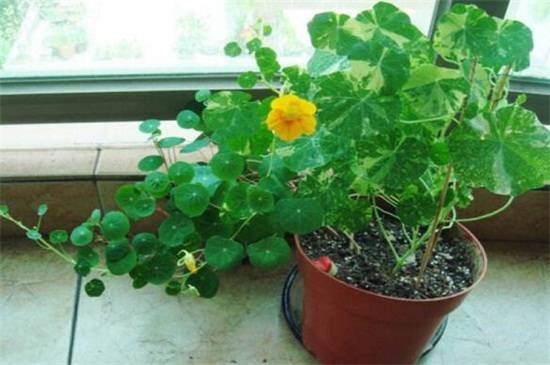 八大常见金莲花品种介绍_如何养好八大常见金莲花品种介绍的养殖