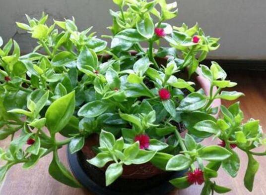 牡丹吊兰和三七的区别与分辨_如何养好牡丹吊兰和三七的区别与分