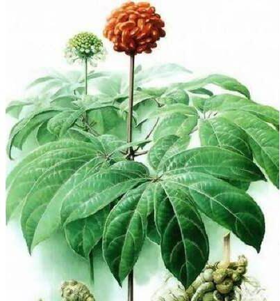 牡丹吊兰和三七的区别与分辨_如何养好牡丹吊兰和三七的区别与分