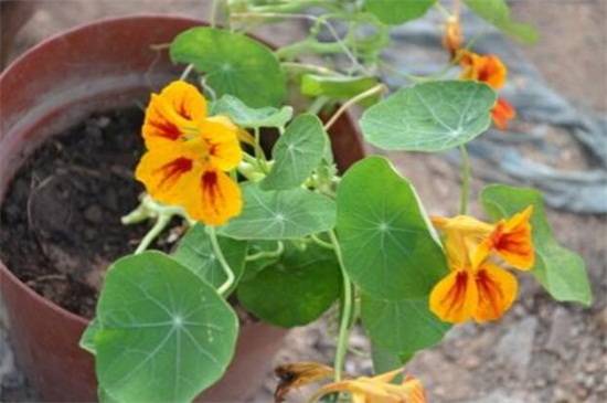 八大常见金莲花品种介绍_如何养好八大常见金莲花品种介绍的养殖