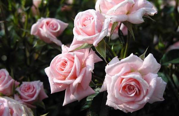 关于玫瑰和蔷薇的区别_如何养好关于玫瑰和蔷薇的区别的养殖方法