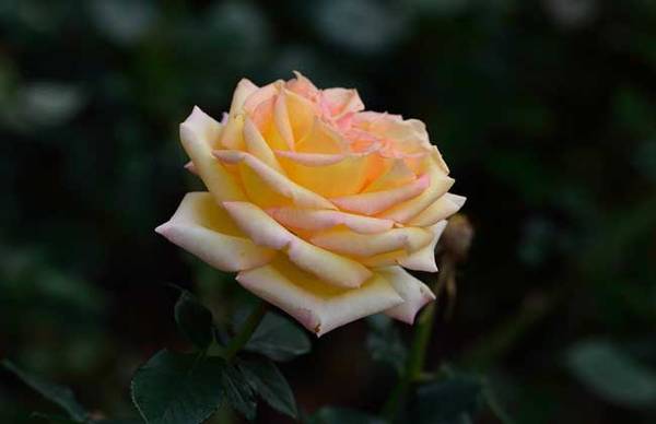 关于玫瑰和蔷薇的区别_如何养好关于玫瑰和蔷薇的区别的养殖方法