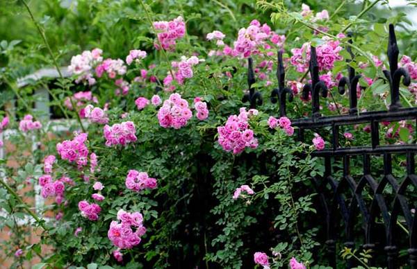 关于玫瑰和蔷薇的区别_如何养好关于玫瑰和蔷薇的区别的养殖方法