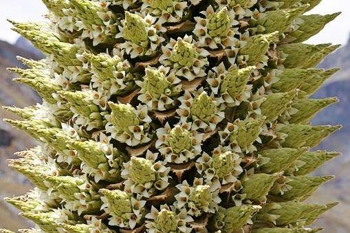 普雅花是什么花图片_如何养好普雅花是什么花图片的养殖方法和技