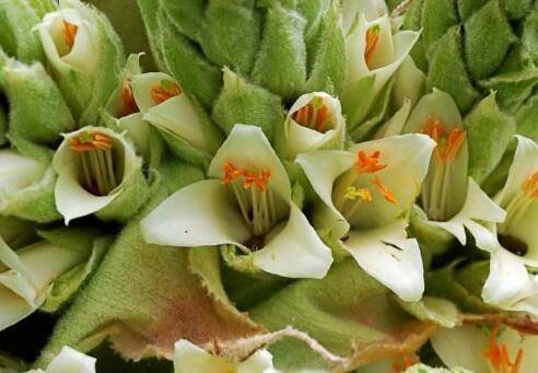 普雅花是什么花图片_如何养好普雅花是什么花图片的养殖方法和技