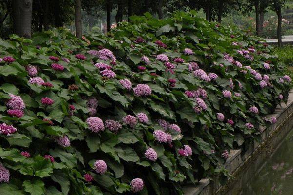 臭牡丹_如何养好臭牡丹的养殖方法和技巧