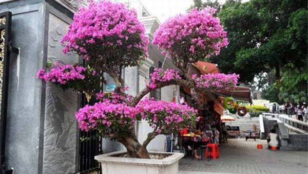 三角梅_如何养好三角梅的养殖方法和技巧