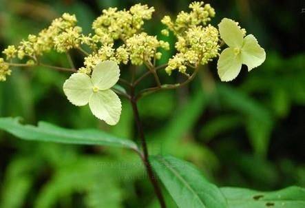 柳叶绣球菊_如何养好柳叶绣球菊的养殖方法和技巧