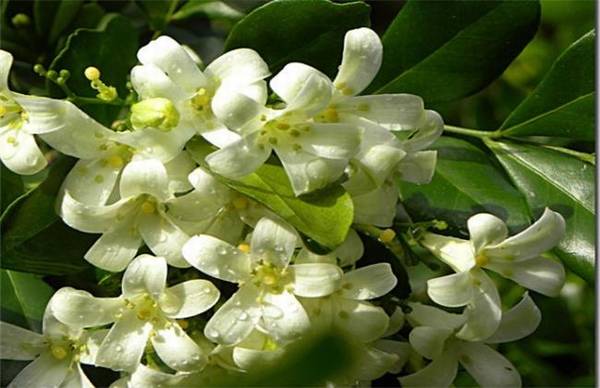 米兰花品种图片大全_如何养好米兰花品种图片大全的养殖方法和技