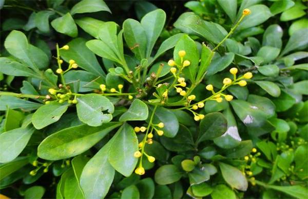 米兰花品种图片大全_如何养好米兰花品种图片大全的养殖方法和技