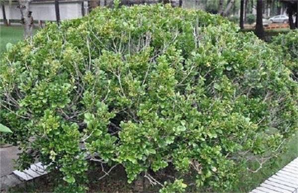 米兰花品种图片大全_如何养好米兰花品种图片大全的养殖方法和技