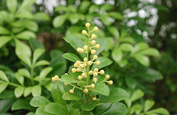 米兰花品种图片大全_如何养好米兰花品种图片大全的养殖方法和技