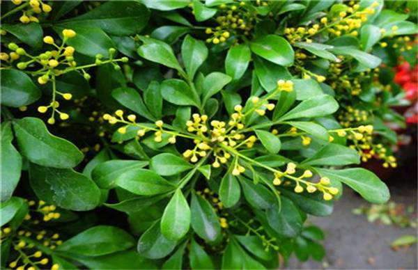 米兰花品种图片大全_如何养好米兰花品种图片大全的养殖方法和技