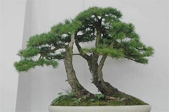 盘点中国十大松树种类,看中国松树有哪些_如何养好盘点中国十大