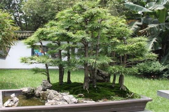 盘点中国十大松树种类,看中国松树有哪些_如何养好盘点中国十大