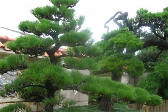 盘点中国十大松树种类,看中国松树有哪些_如何养好盘点中国十大