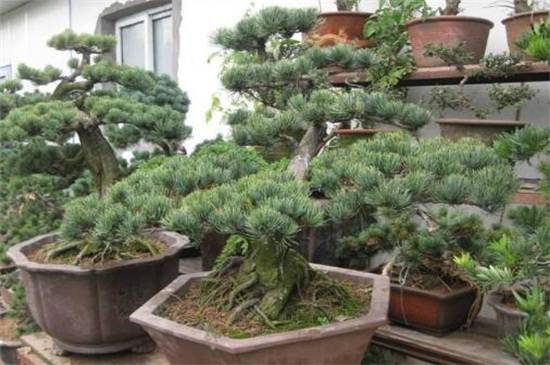 盘点中国十大松树种类,看中国松树有哪些_如何养好盘点中国十大