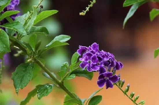 蕾丝金露花会致癌吗_如何养好蕾丝金露花会致癌吗的养殖方法和技