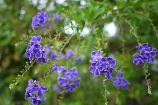 蕾丝金露花会致癌吗_如何养好蕾丝金露花会致癌吗的养殖方法和技