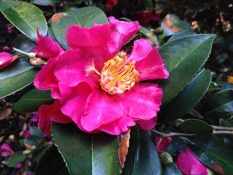 茶花和茶梅怎么区别_如何养好茶花和茶梅怎么区别的养殖方法和技