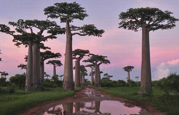 猴面包树哪里有 常见品种介绍_如何养好猴面包树哪里有 常见品种