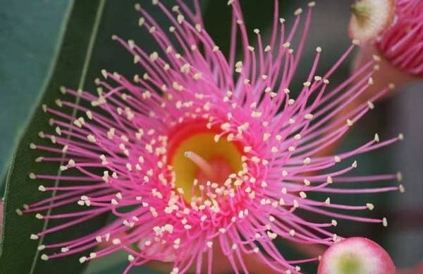 桉树有没有毒 什么时候开花_如何养好桉树有没有毒 什么时候开花