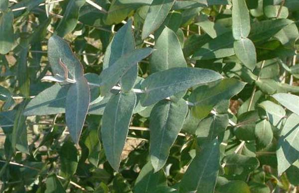 桉树有没有毒 什么时候开花_如何养好桉树有没有毒 什么时候开花