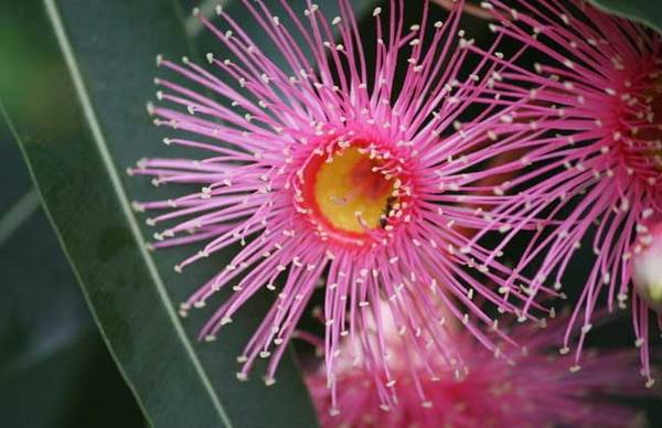 桉树有没有毒 什么时候开花_如何养好桉树有没有毒 什么时候开花